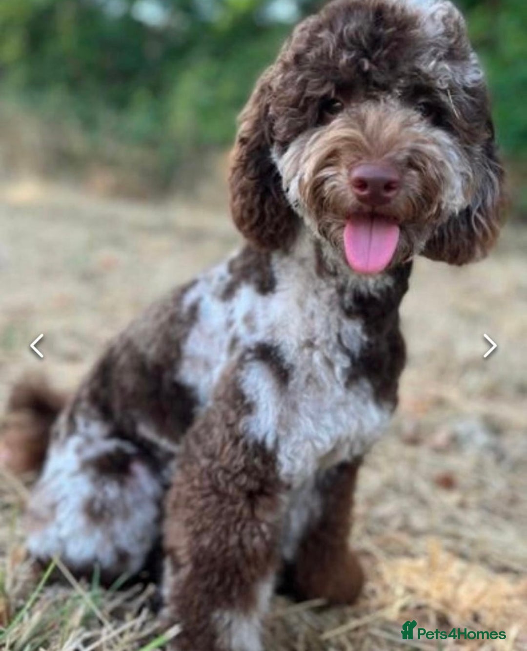 Cavapoo dogs for sale: 🐾Stunning F1B Cavapoo Puppies🐾 - Image 6
