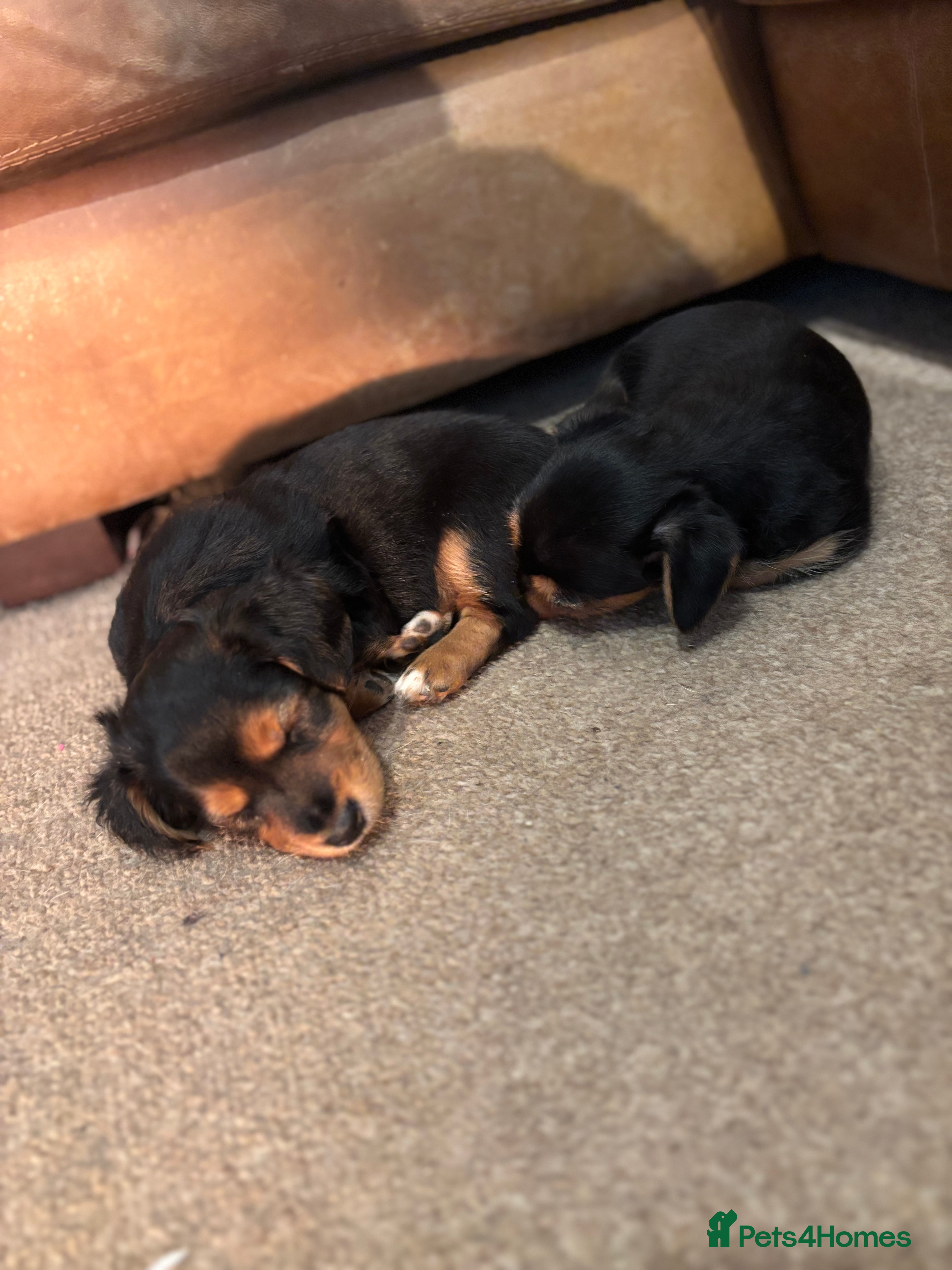 Jack Russell dogs Jack Russell terrier Pups!  - Advert 1