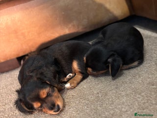 Jack Russell dogs Jack Russell terrier Pups! - Advert 1