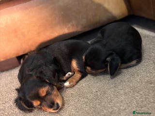 Jack Russell dogs Jack Russell terrier Pups! - Advert 5