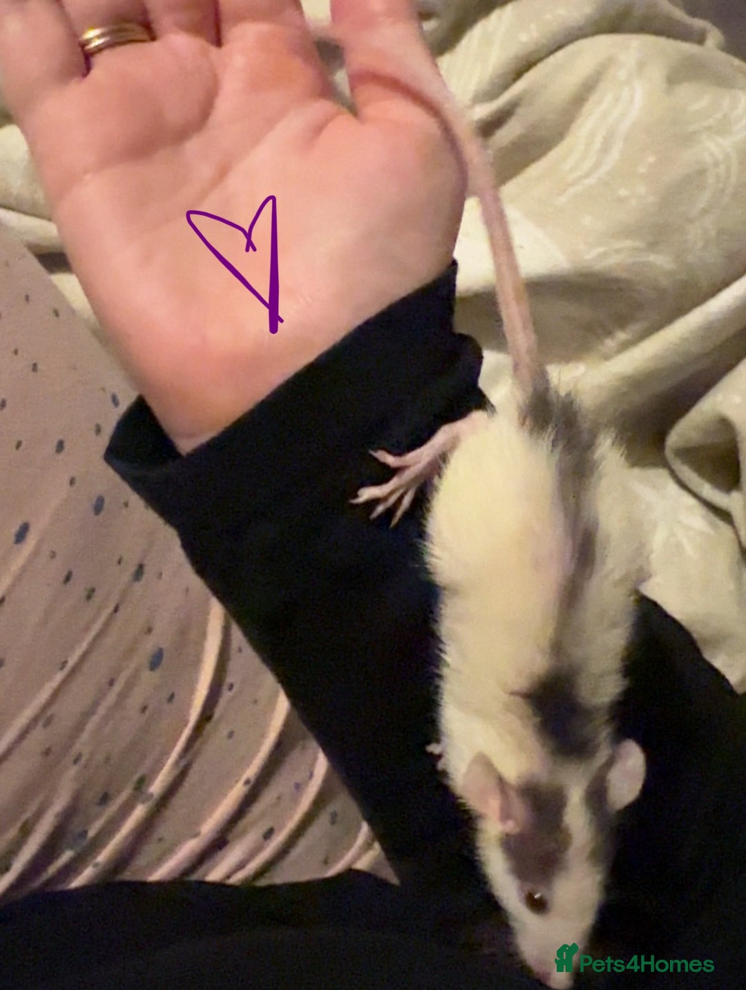 Rat rodents for sale: Baby rats ready now - Image 3