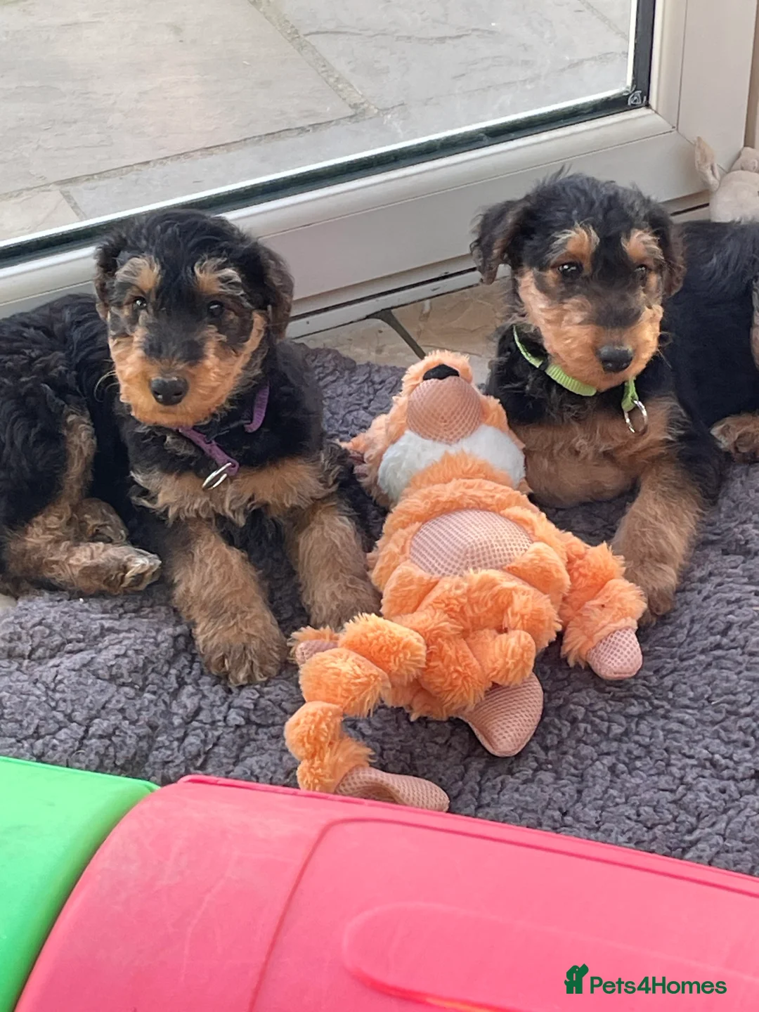 Airedale Terrier dogs for sale: Kc Airedale terrier pups - Advert 1