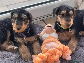 Airedale Terrier dogs Kc Airedale terrier pups - Advert 6