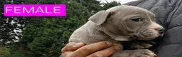 Staffordshire Bull Terrier dogs for sale: Blue Staffordshire bull terrier puppies in Birmingham - Advert 17