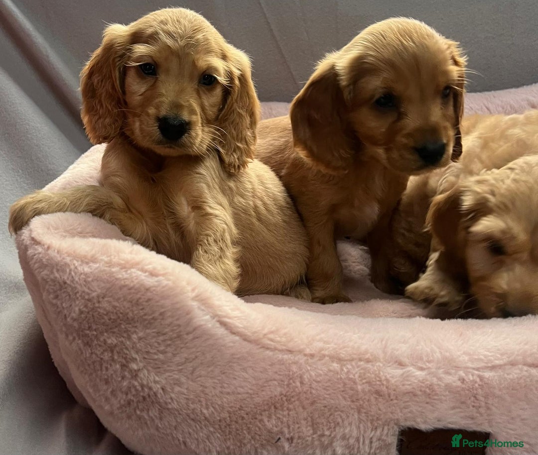 Cocker Spaniel dogs for sale: Crocker spaniel puppy's  - Image 5