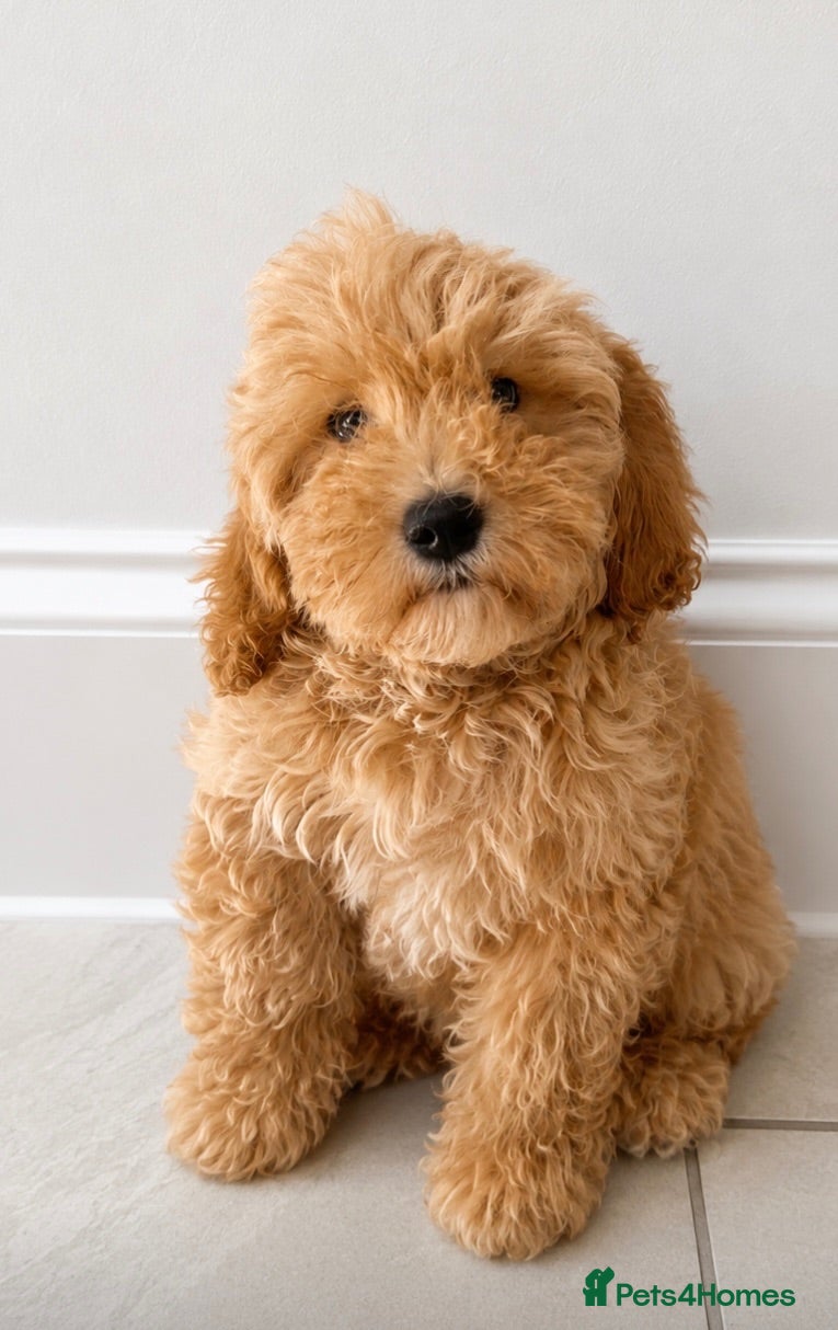 Cavapoo dogs Beautiful F1 Cavapoo puppies - Advert 1