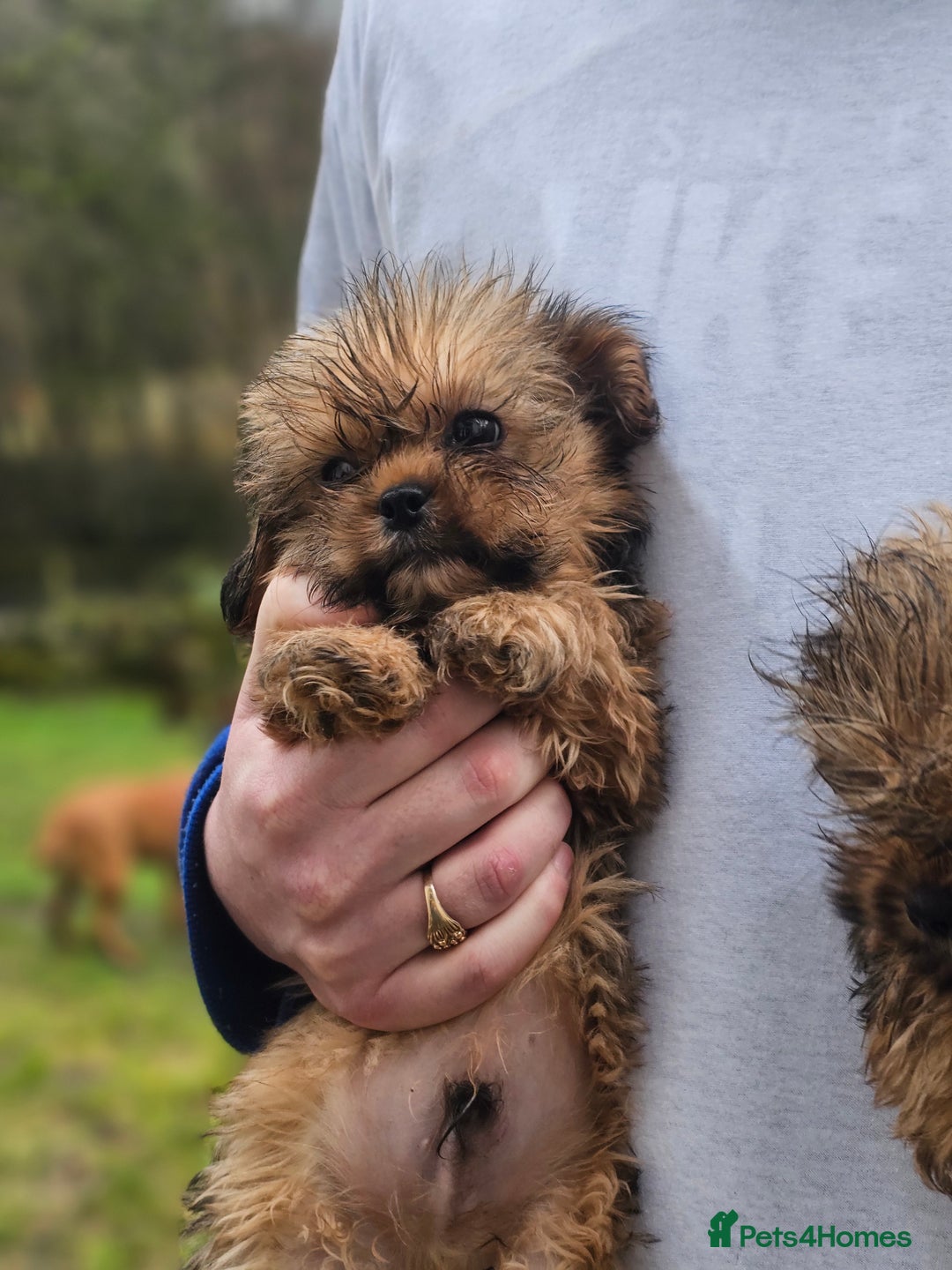 Shihpoo dogs for sale: Shih poo puppies - Advert 7