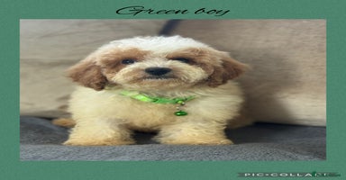 Cavachon dogs - Advert 13