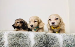 Miniature Dachshund dogs for sale: Cream Long Haired - Ready now! Boys and Girls  - Image 11