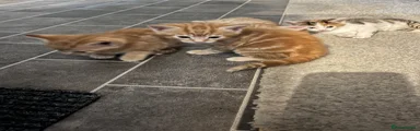 Ginger boy