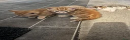 Mixed Breed cats for sale: Ginger males and calico female - Advert 5