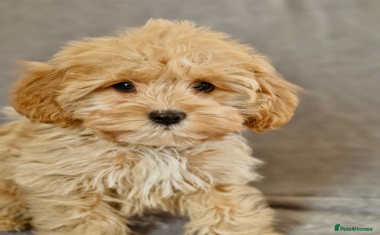 Cavapoochon dogs - Advert 13