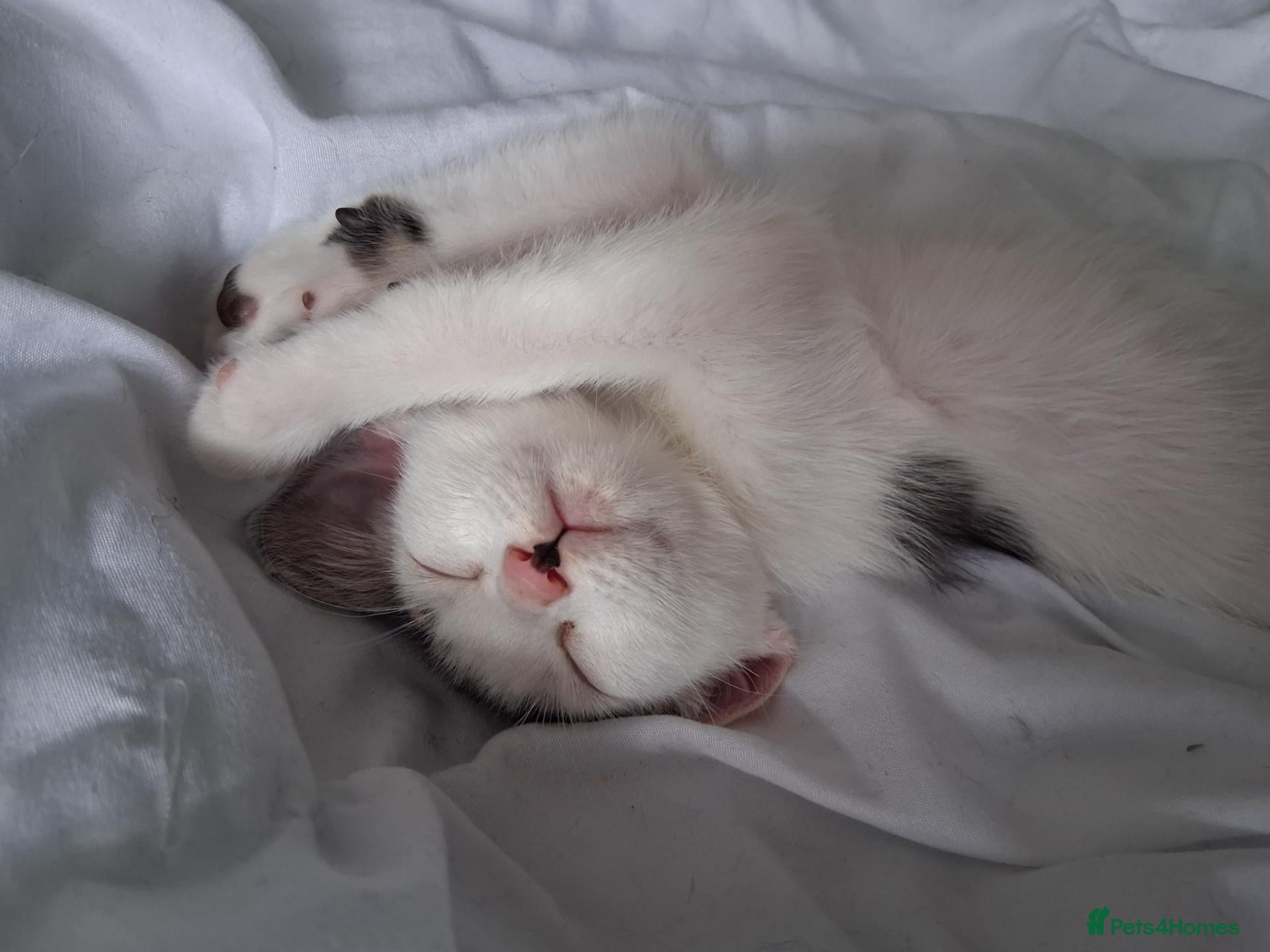 Mixed Breed cats White boy with distinct black markings - Advert 1
