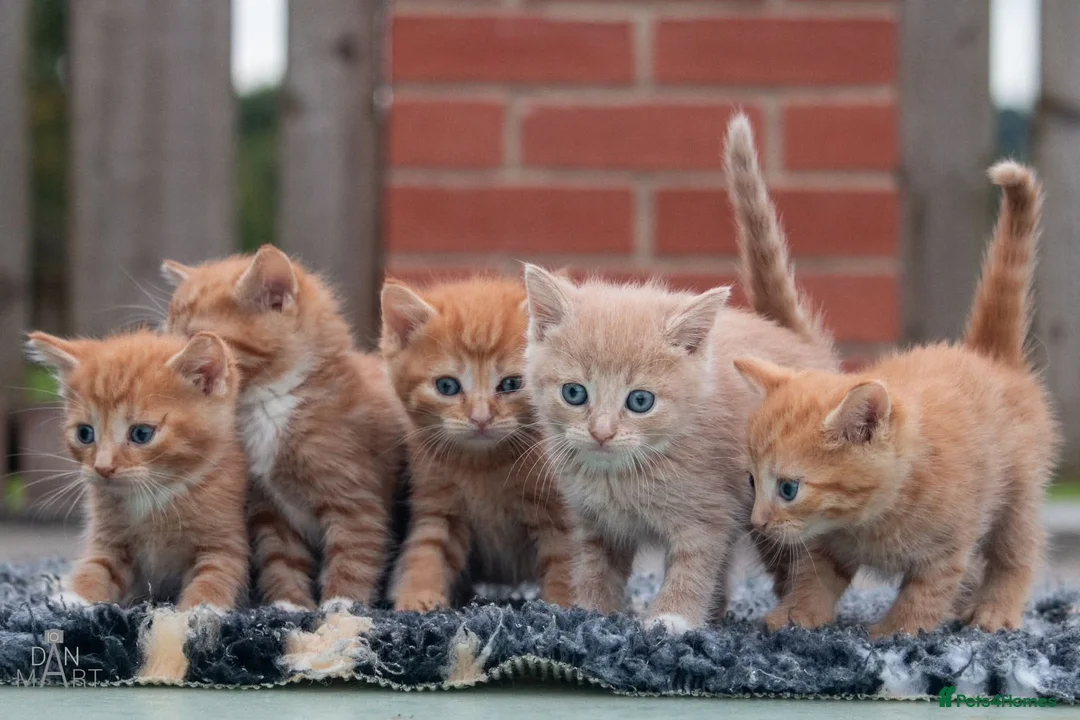 Mixed Breed cats for sale: Ginger kittens  - Advert 1