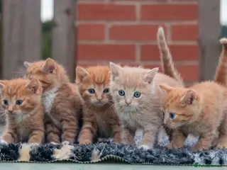 Mixed Breed cats Ginger kittens - Advert 2
