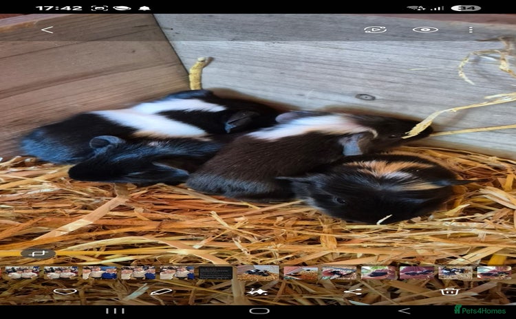 Guinea Pig rodents - Advert 6