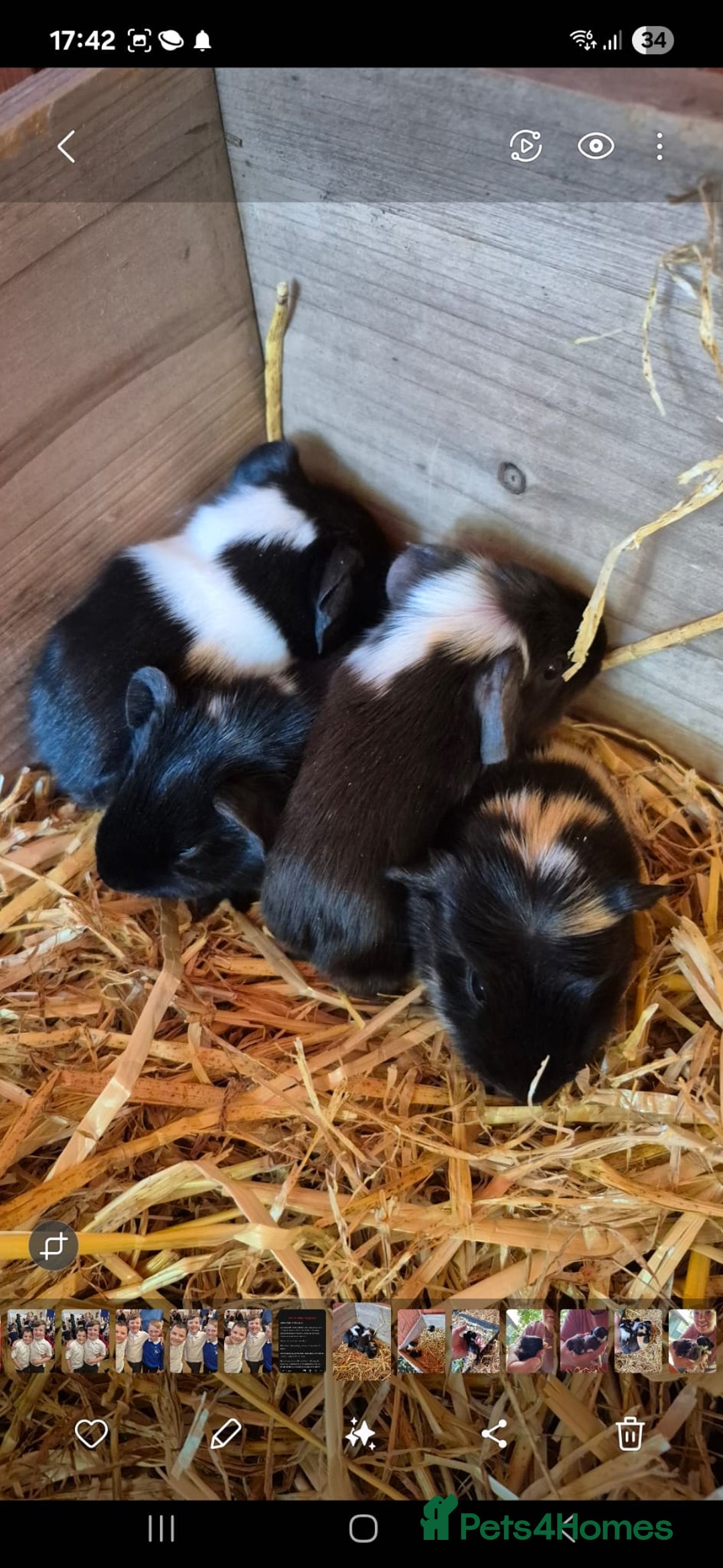 Guinea Pig rodents for sale: Adorable boy baby guinea pigs - Image 1
