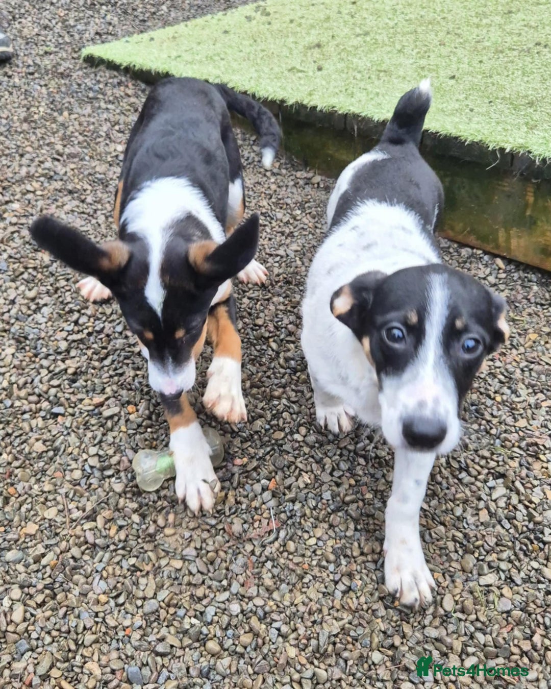 Mixed Breed dogs for adoption: Holly - In Ayr Looking for a home  - Advert 4