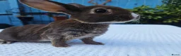 Rex rabbits for sale: Mini rex Chocolate & Lilac  - Advert 1
