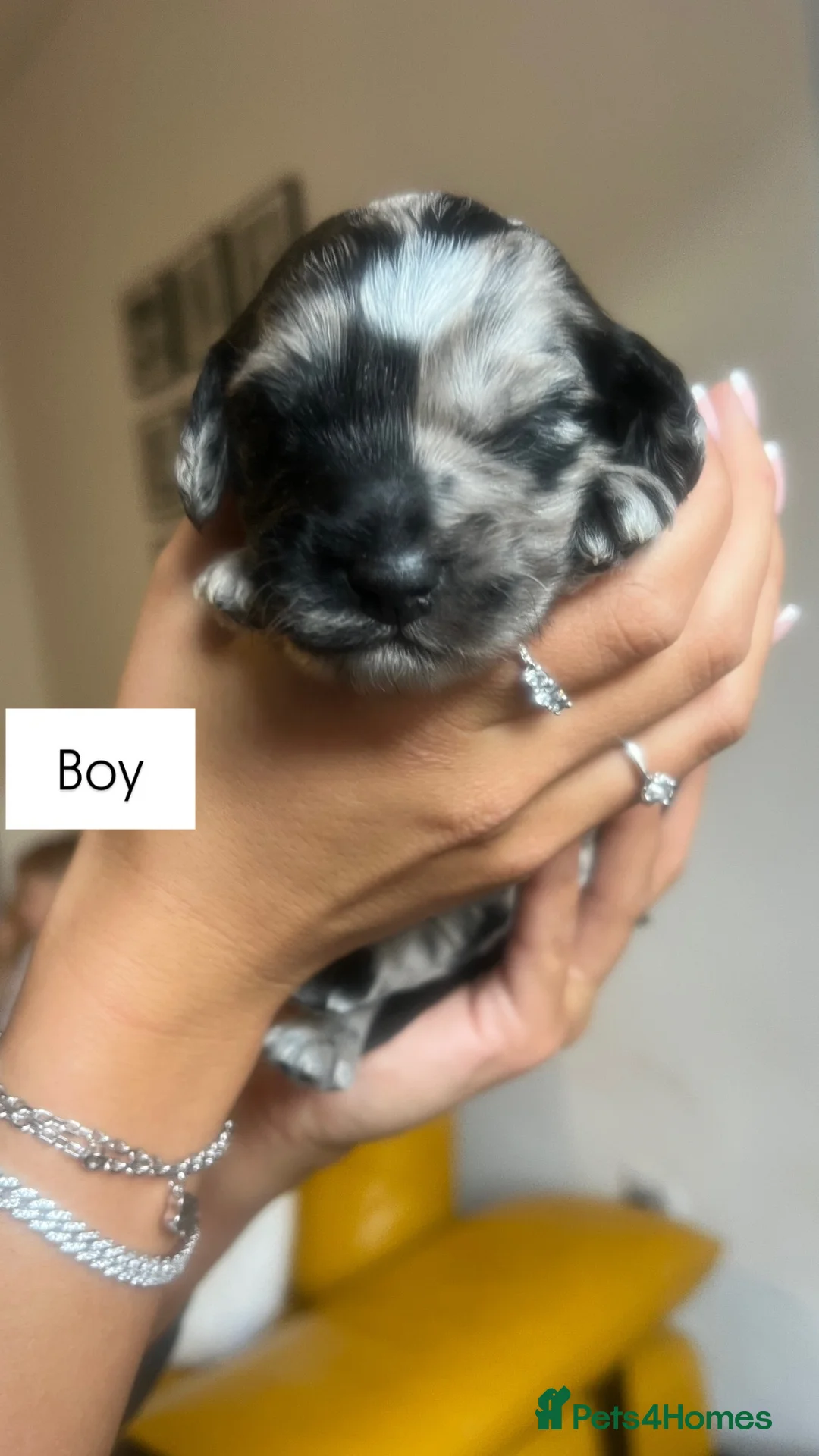 Cockapoo dogs for sale: Tri merle cockerpoos in Colne - Advert 2