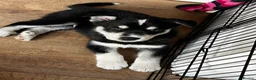 Mixed Breed dogs for sale: Husky X Labrador puppies  - Advert 28