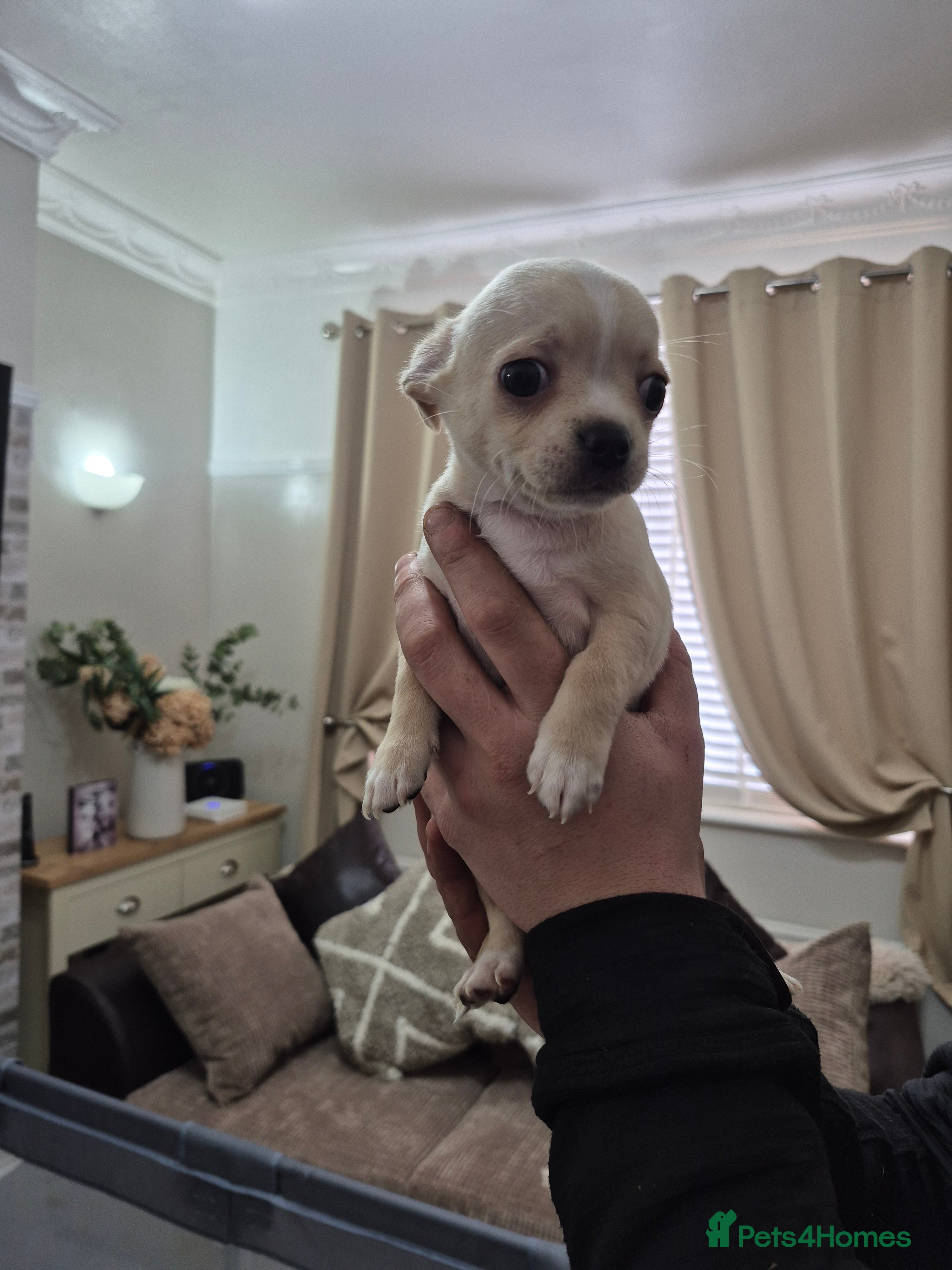 Chihuahua dogs Chihuahua  - Advert 10