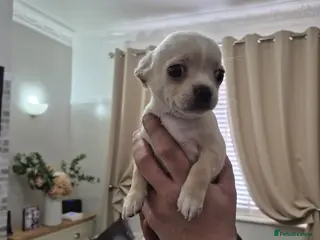 Chihuahua dogs Chihuahua - Advert 10