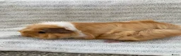 Guinea Pig rodents for sale: Pretty female guinea-pigs - Advert 3