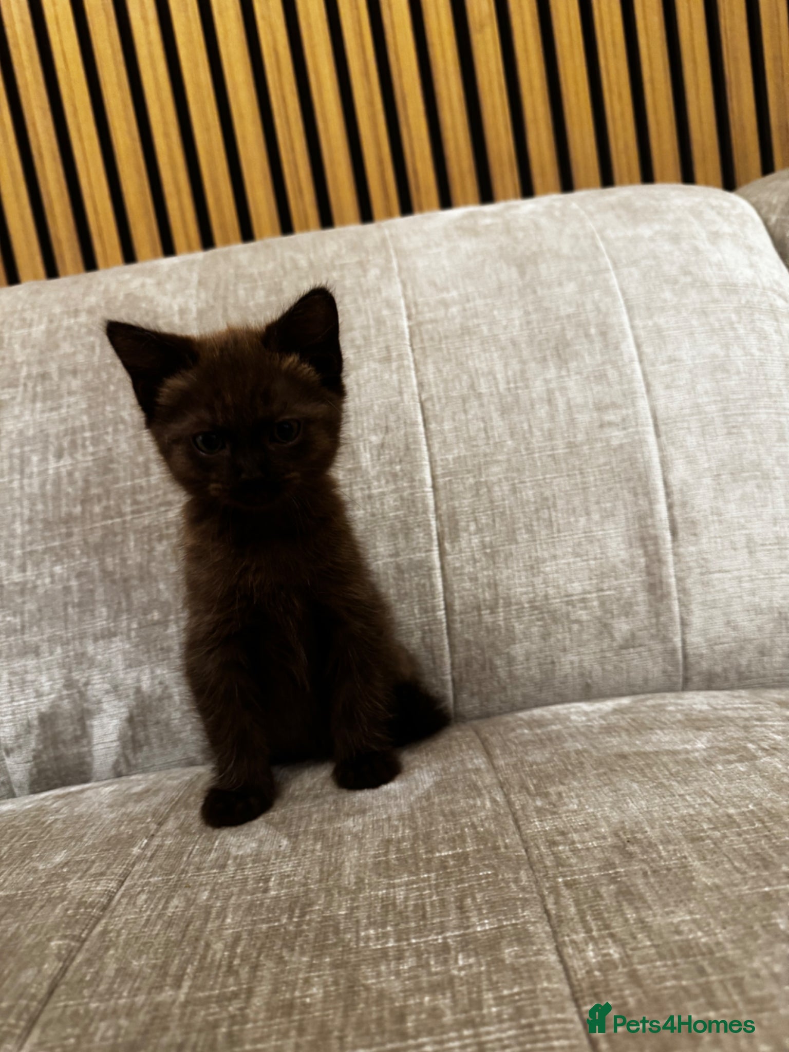 Mixed Breed cats for sale: 5 Beautiful Brown & Black kittens available- Ready - Advert 4