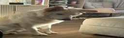 German Shepherd dogs for sale: White German shepherd  - Advert 2