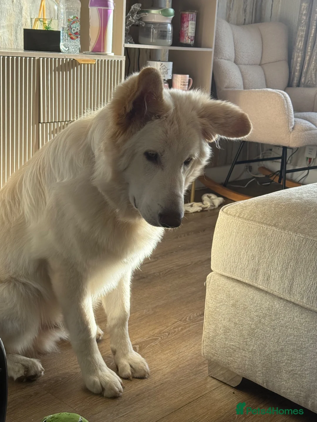 German Shepherd dogs for sale: White German shepherd  - Advert 2
