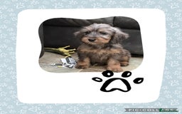 Cockapoo dogs for sale: Cockapoo ready now  - Image 7
