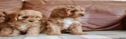 Cavapoo dogs for sale: Quality Health Tested F1 Toy Cavapoo Puppies - Advert 5