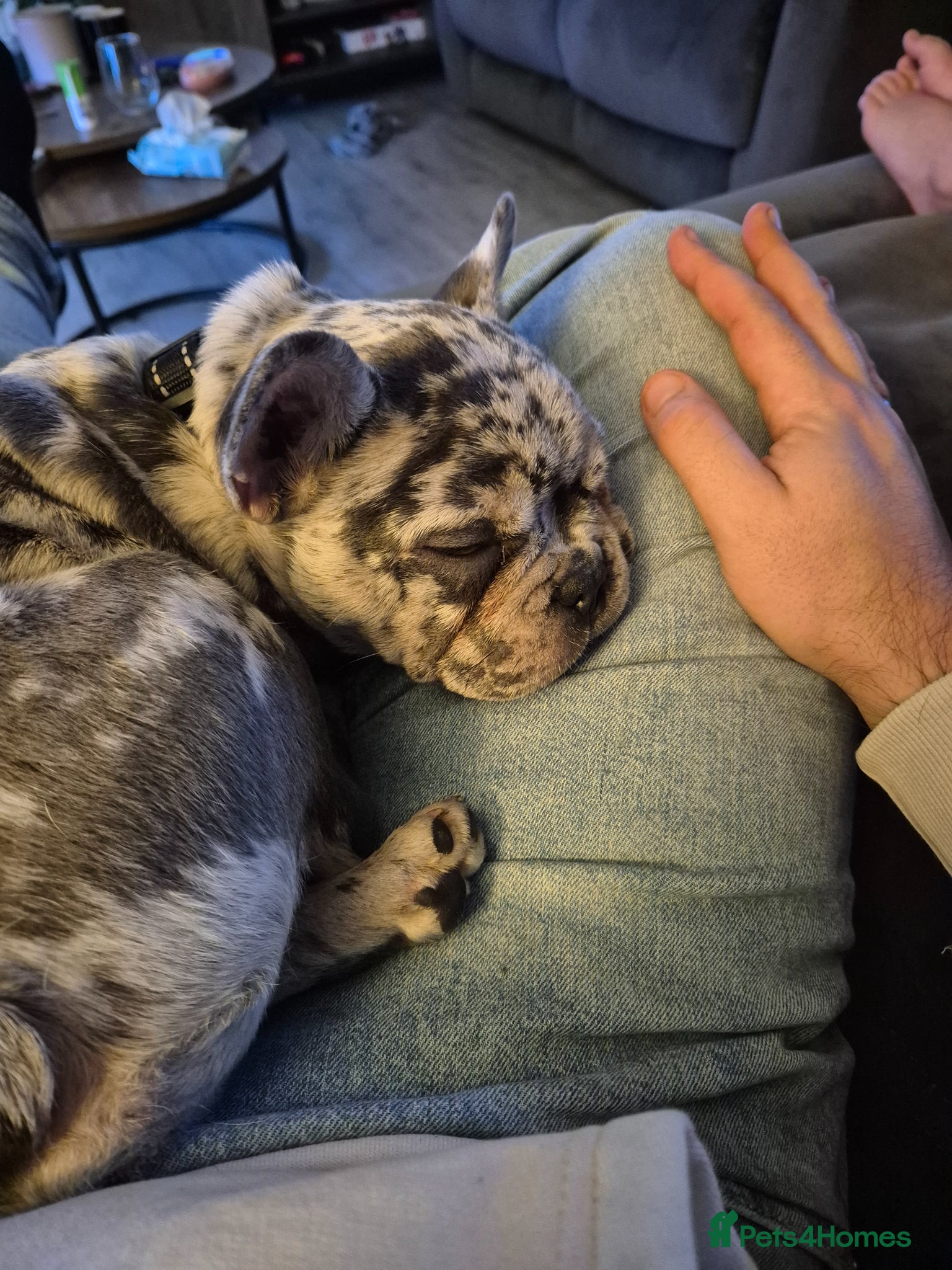 French Bulldog dogs for sale: 8 month old French Bulldog in Leigh-on-Sea - Advert 7