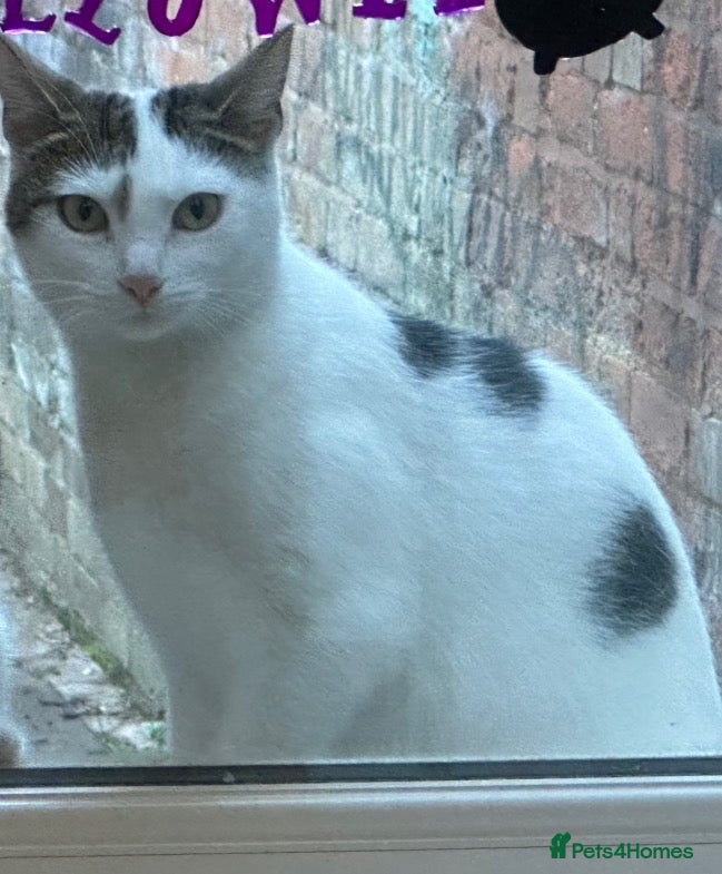 Domestic Shorthair cats Kittens £10 - Advert 1