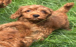 Miniature Poodle dogs for sale: Gorgeous apricot miniature poodle puppies - Image 11