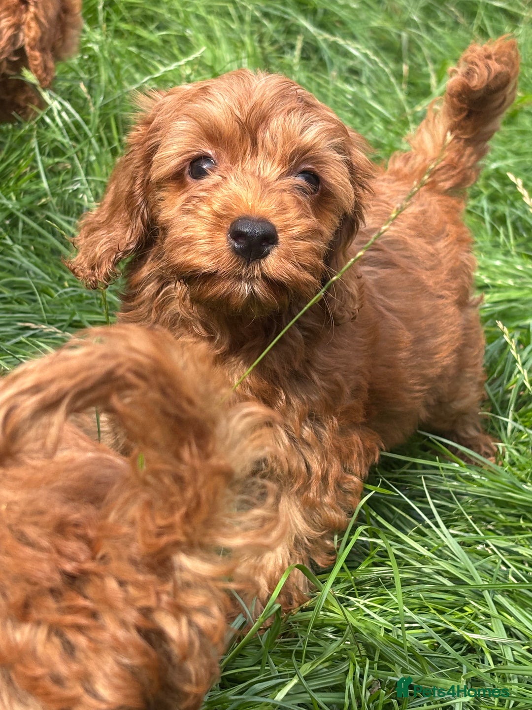 Miniature Poodle dogs for sale: Gorgeous apricot miniature poodle puppies - Image 11