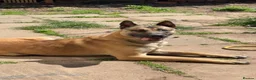 Mixed Breed dogs for sale: German Shepherd x Belgian Malinois Brothers in Birmingham - Advert 3