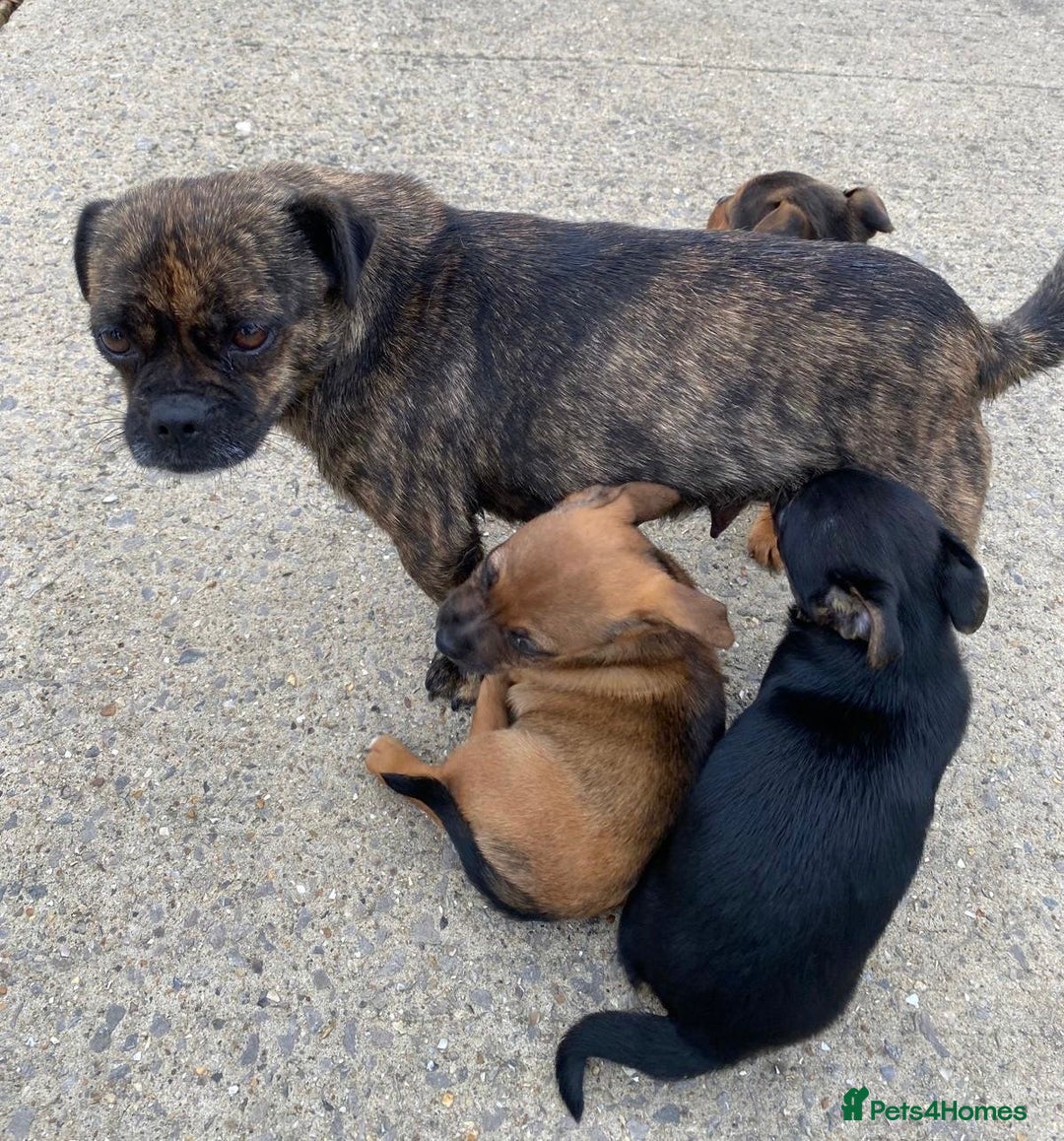 Jug dogs for sale: Jug puppies - Image 7