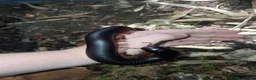 Mixed Breed invertebrates for sale: Giant African Millipede and Tarantulas available - Advert 3