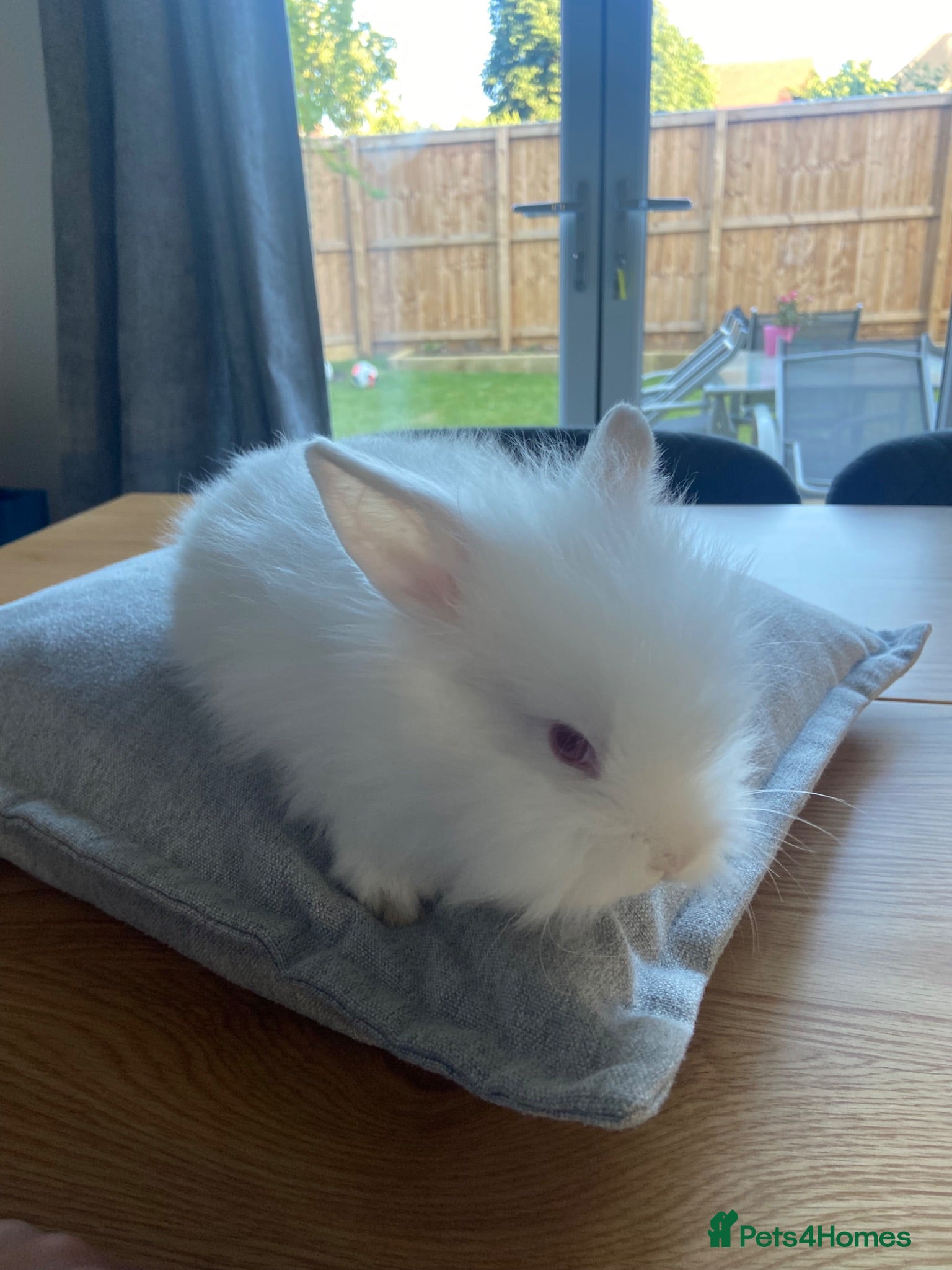 Lionhead rabbits Lion head bunnies  - Advert 18