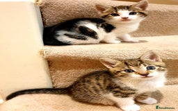 Mixed Breed cats for sale: Adorable trio of kittens  - Image 16