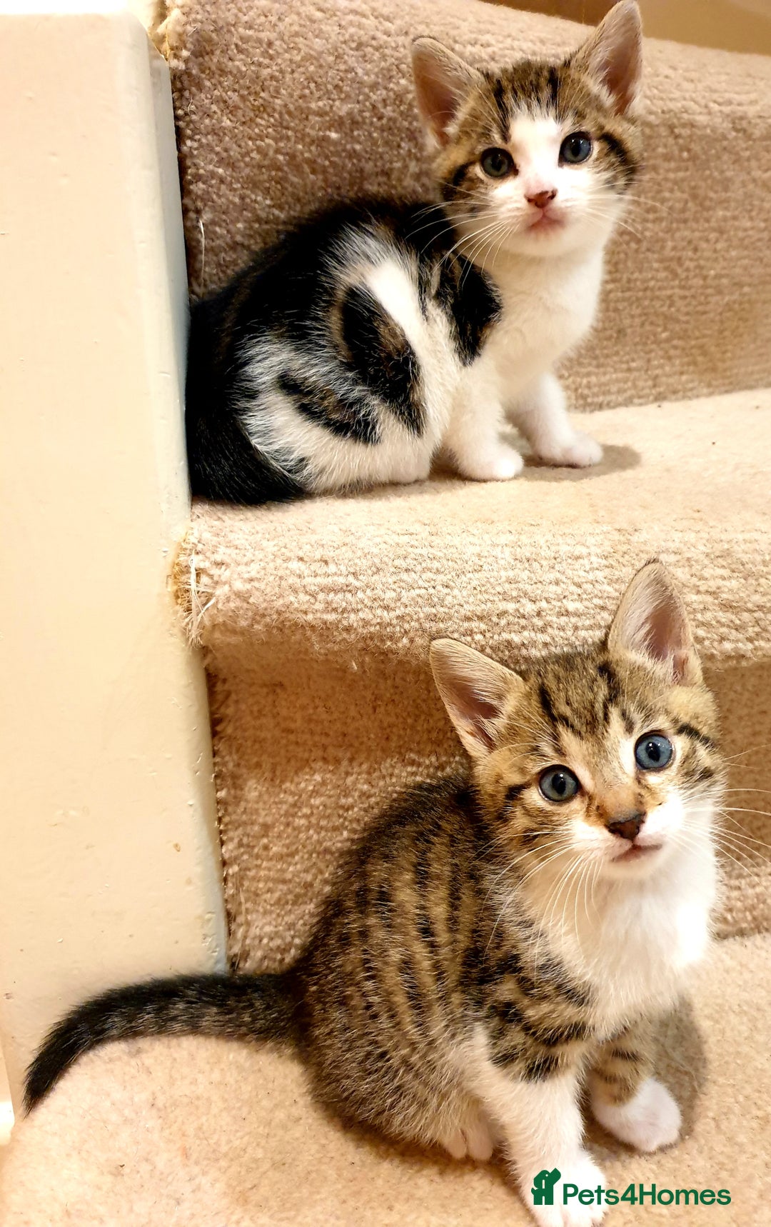 Mixed Breed cats for sale: Adorable trio of kittens  - Image 16