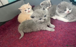 British Shorthair cats for sale: British short hair kittens  - Image 5