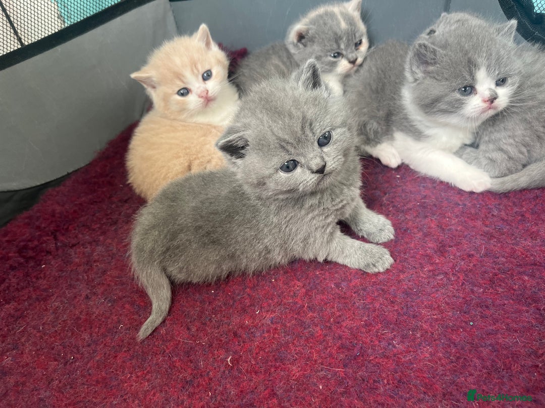 British Shorthair cats for sale: British short hair kittens  - Image 5