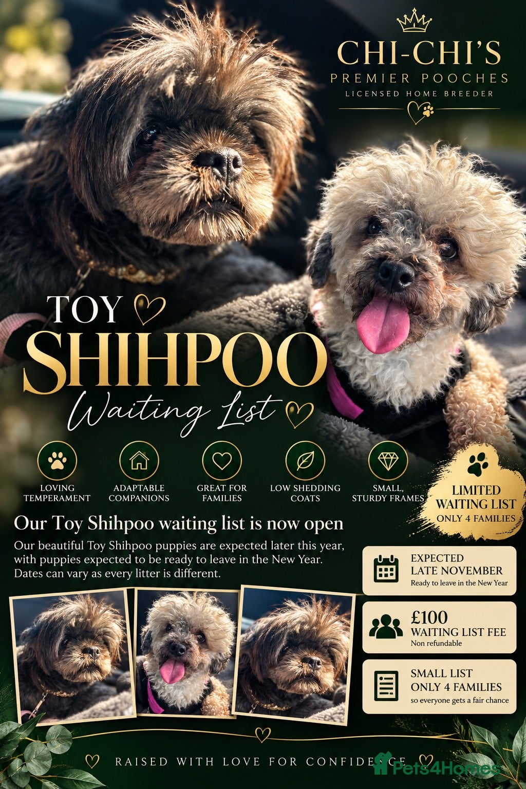 Shihpoo dogs WAITING LIST Toy shihpoo puppies  - Advert 1