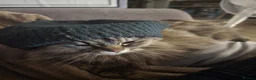 Mixed Breed cats for sale: Family of 5 Hairy Magical Mainecoon/Ragdoll Mix - Advert 5