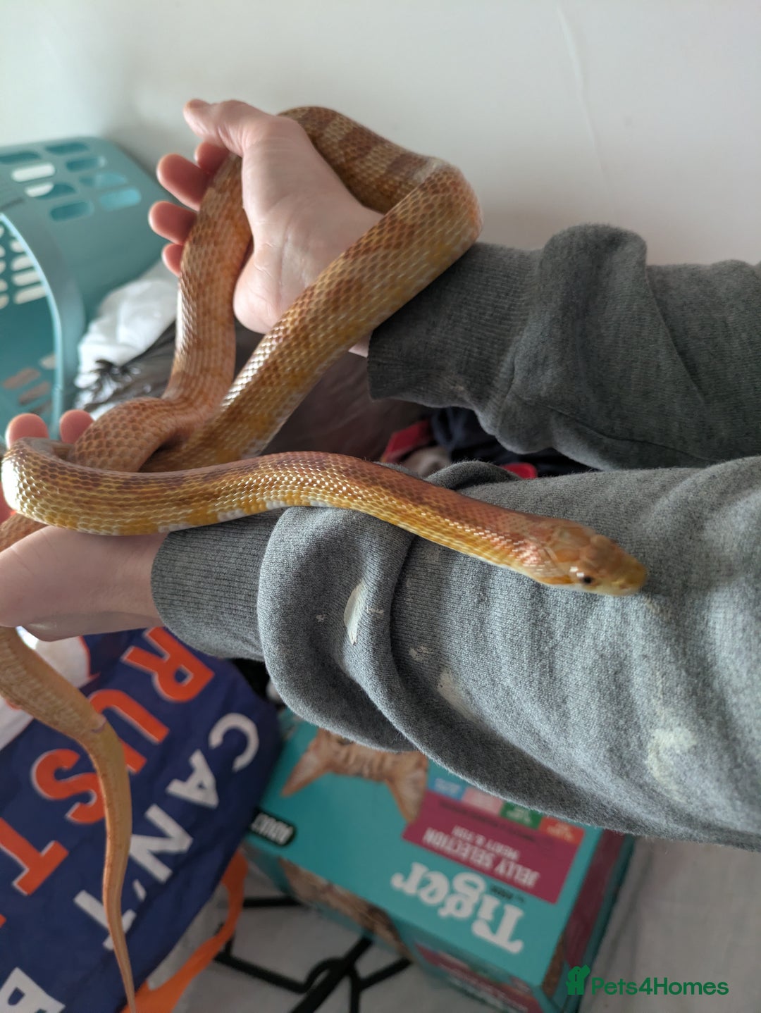 Corn Snake reptiles for sale: Tinsel - Advert 7