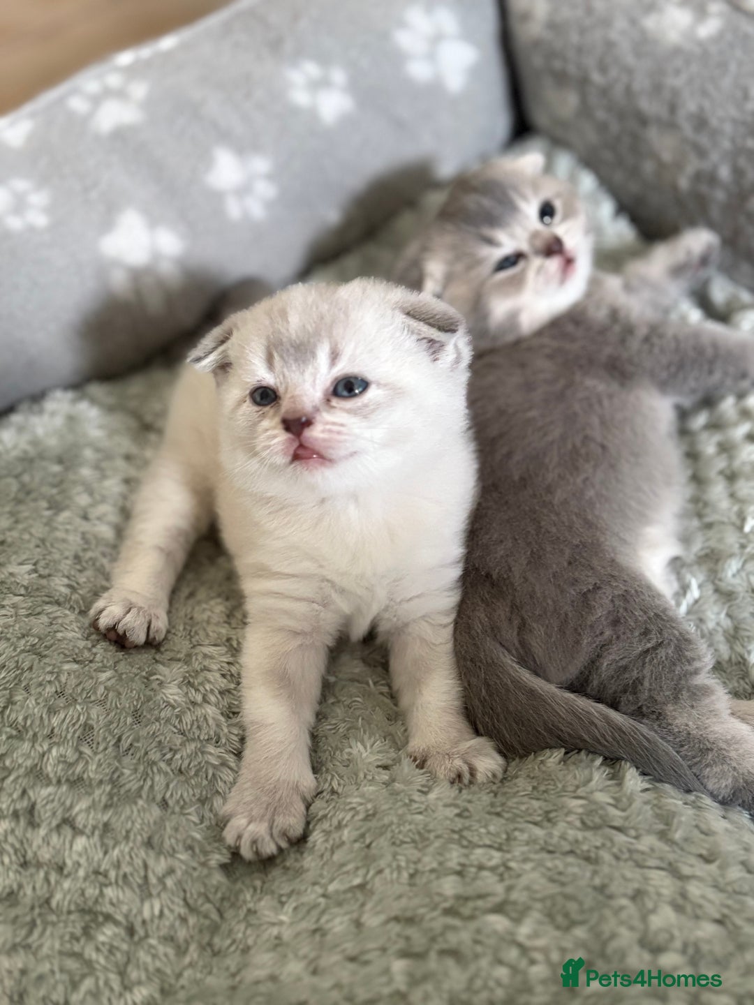 Scottish Fold cats for sale: Scottish  fold 💙🩷 - Image 5