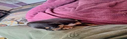 Jack Chi dogs for sale: Beautiful jachi boy puppy left in Nuneaton - Advert 7